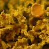 Xanthoria candelaria